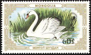 Mute Swan (Cygnus olor)
