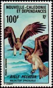 Whistling Kite (Haliastur sphenurus)