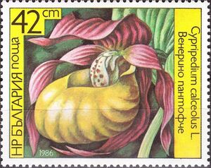 Cypripedium calceolus