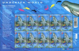 Indo-Pacific Finless Porpoise (Neophocaena phocaenoides)