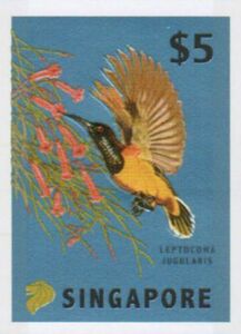 Yellow-Bellied Sunbird (Leptocoma jugularis)