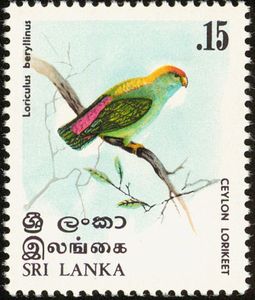Sri-Lanka-Hanging-Parrot-Loriculus-beryllinus.jpg