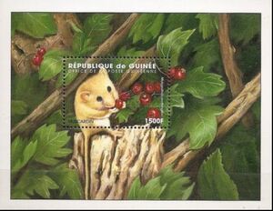 Hazel dormouse (Muscardinus avellanarius)
