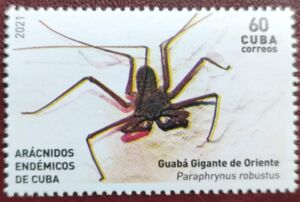 Paraphrynus robustus