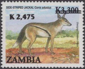 Side-striped Jackal (Canis adustus)