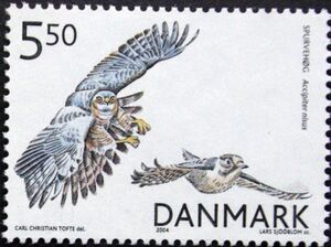 Eurasian Sparrowhawk (Accipiter nisus)