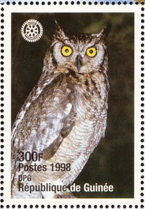 Great Horned Owl (Bubo virginianus)