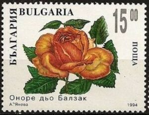 Rose "Honore De Balzac"