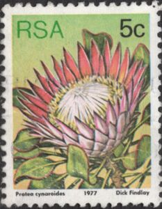 King Protea (Protea cynaroides)