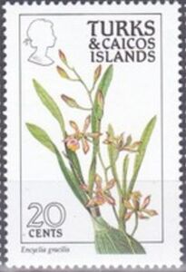 Encyclia gracilis