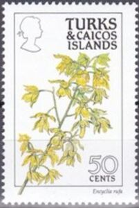 Encyclia rufa - Orchid