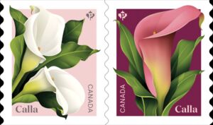 Calla (Zantedeschia sp)