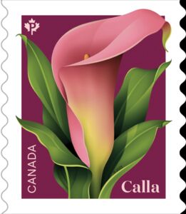 Calla (Zantedeschia sp)