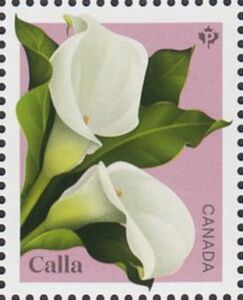Calla (Zantedeschia sp)