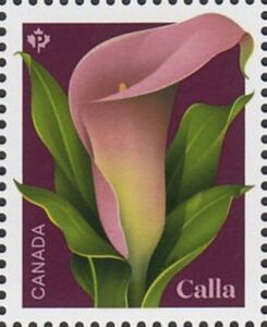 Calla (Zantedeschia sp)