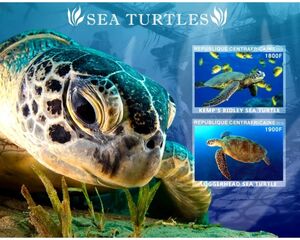 Sea Turtles