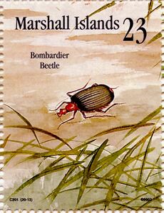 Bombardier Beetle (Brachinus sp.)