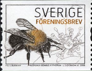 Garden Bumblebee (Bombus hypnorum)