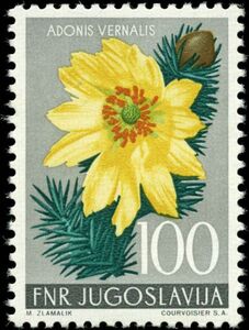 Adonis Vernalis