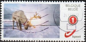 Reindeer (Rangifer tarandus)