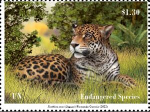 Jaguar (Panthera onca)