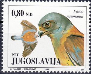 Lesser Kestrel (Falco naumanni)