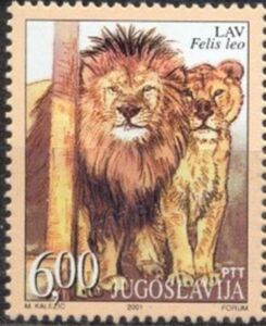Lion (Panthera leo)