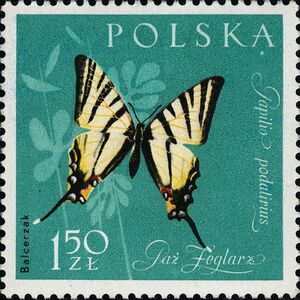 Scarce Swallowtail (Iphiclides podalirius)