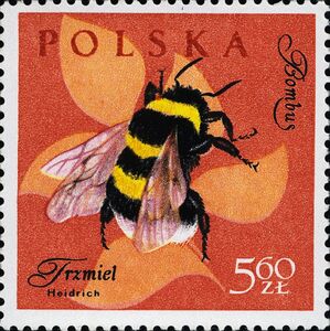 Garden Bumblebee (Bombus hortorum)