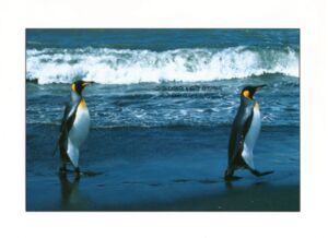 The Animal Collection