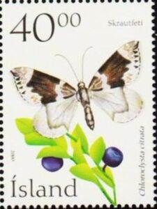 Dark Marbled Carpet (Chloroclysta citrata)