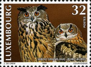 Eurasian Eagle-Owl (Bubo bubo)
