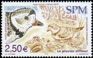 Piping Plover (Charadrius melodus)