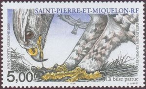 Rough-legged Hawk (Buteo lagopus)