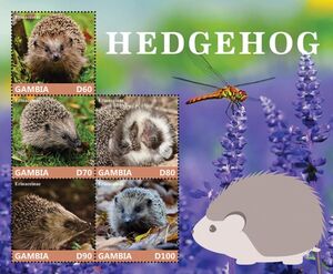 Four-toed Hedgehog (Atelerix albiventris)