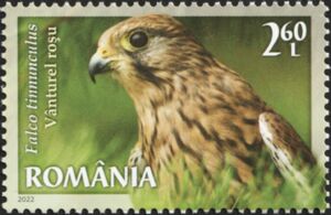 Common Kestrel (Falco tinnunculus)