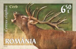 Red Deer (Cervus elaphus)