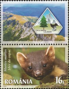 European Pine Marten (Martes martes)