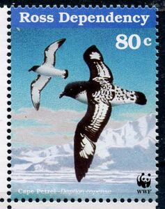 Cape Petrel (Daption capense)