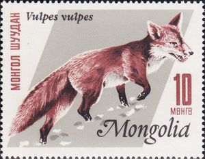 Red Fox (Vulpes vulpes)