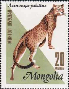 Cheetah (Acinonyx jubatus)