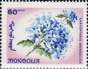 Caryopteris mongolica