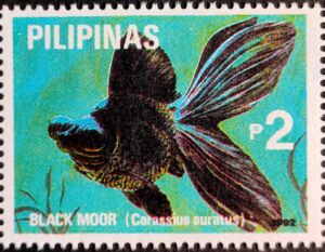 Black Moor (Carassius auratus auratus)