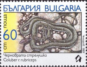 Stamp: Collared Dwarf Racer (Coluber rubriceps) (Bulgaria(Snakes) Mi:BG ...