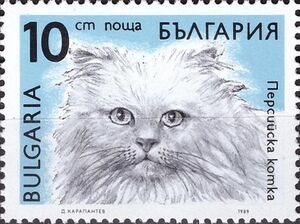 Persian (Felis silvestris catus)