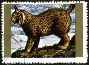 Eurasian Lynx (Lynx lynx)