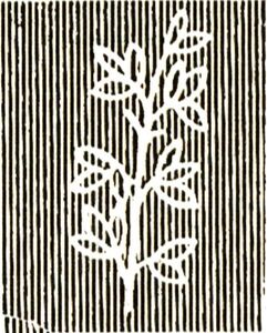 Coconut Palm Avenue overprint