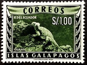 Marine Iguana (Amblyrhynchus cristatus)