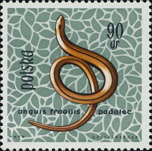 Slow Worm (Anguis fragilis)