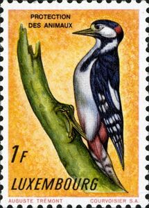 Great Spotted Woodpecker (Dendrocopos major)